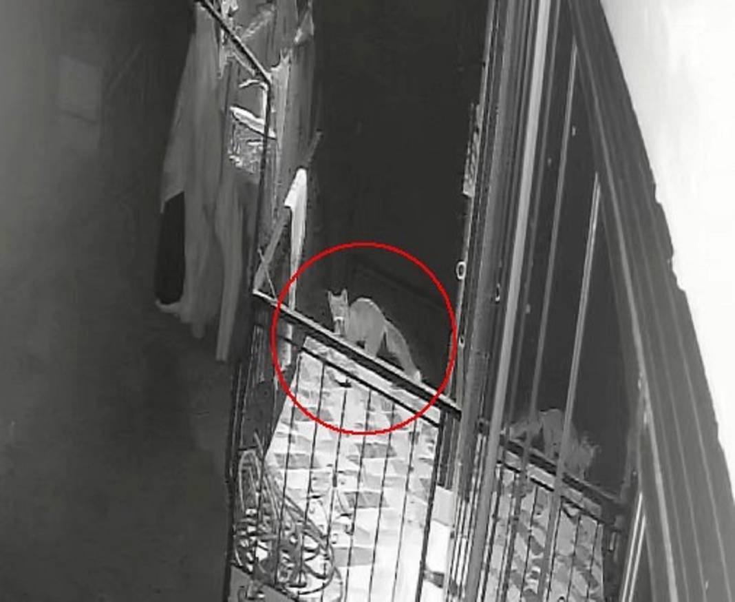 Konya'da gülümseten olay! Terlikleri bir bir çalınıyordu, hırsız ne kedi ne köpek çıktı 4